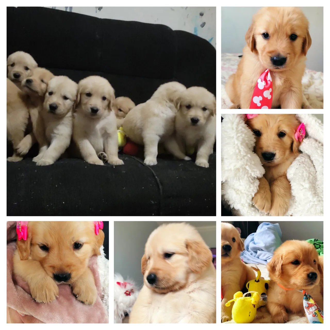 **"Golden Retriever Filhote Macho/Fêmea* | Vacinado, Vermifugado | Excelente Linhagem