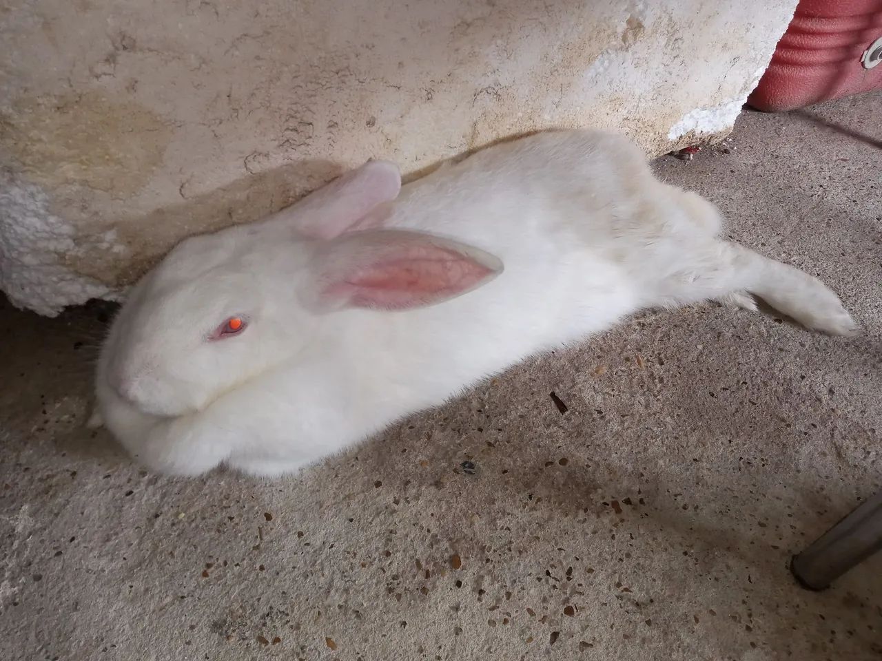 Coelho branco e um preto fofinho para venda - Foto 2