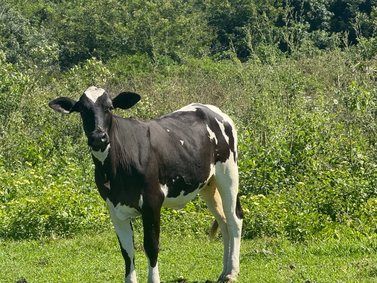 Bezerra leiteira prenhas