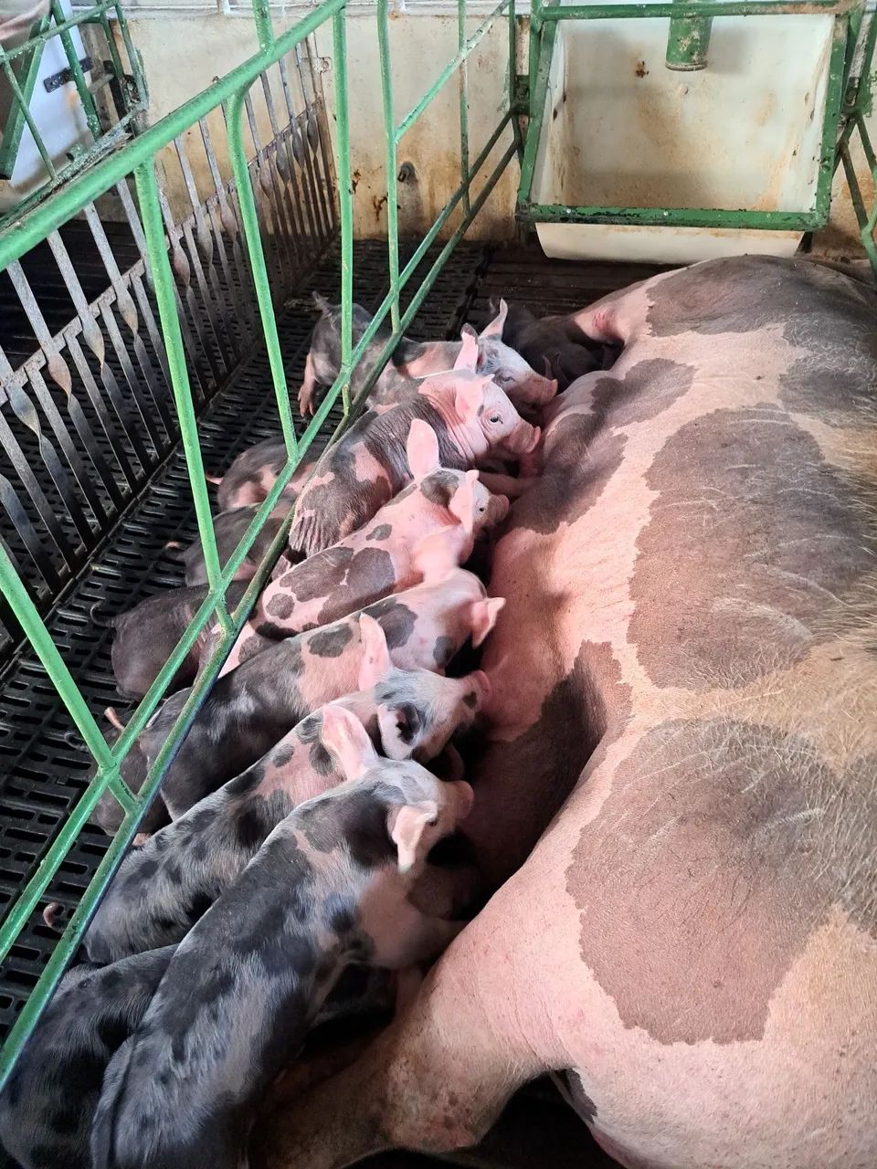 Leitão Suino  - Foto 6