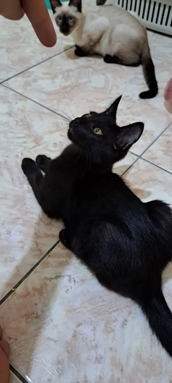 Doo gatinhos - Foto 2