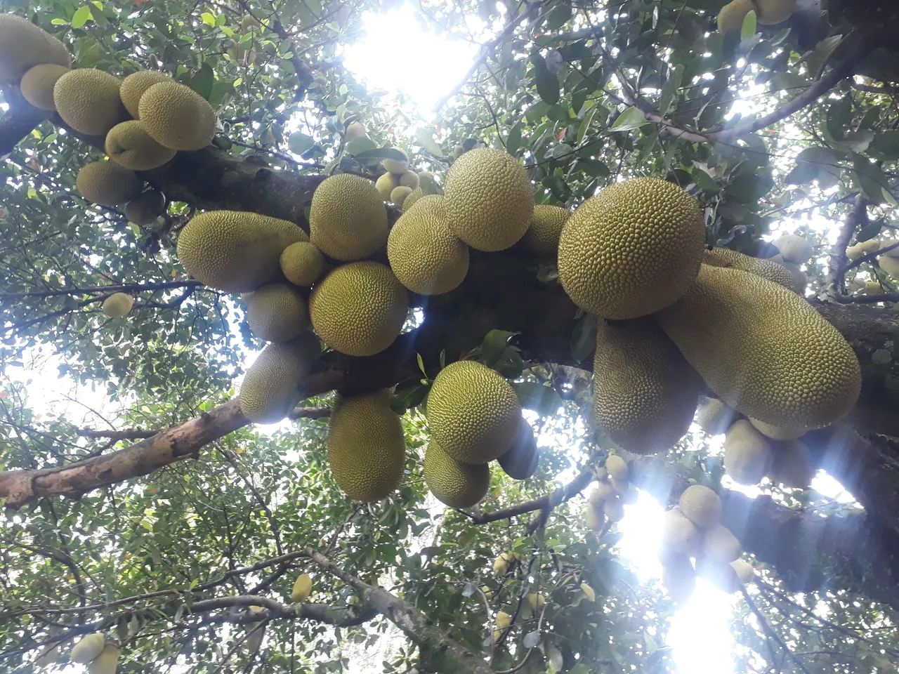 Jacas maduras  - Foto 5