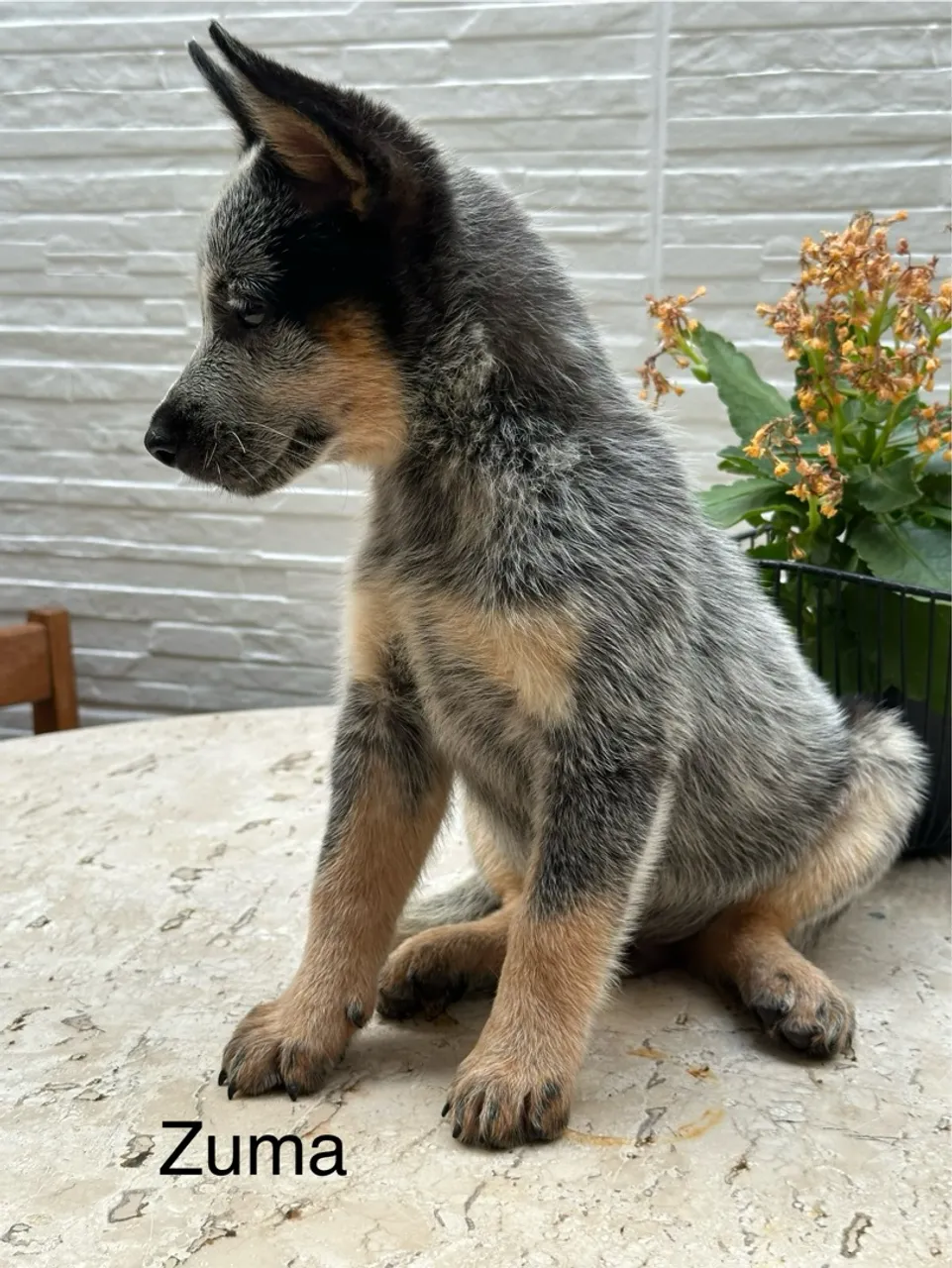 Filhotes de blue heller (boiadeiro australiano)