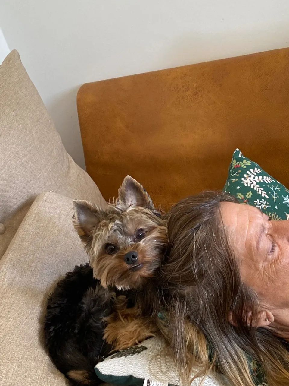 Yorkshire macho para acasalar  - Foto 2