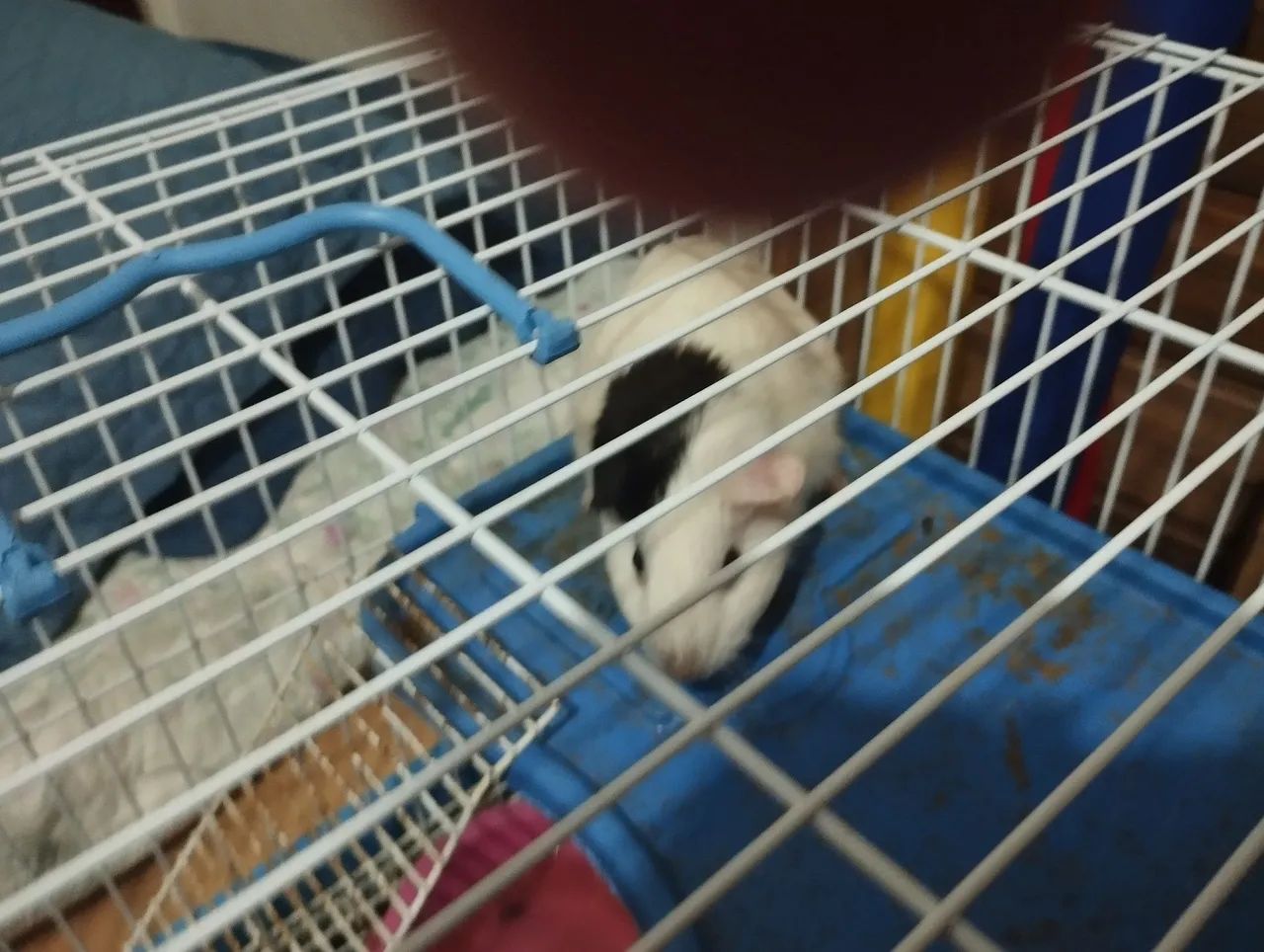 Vendo hamster com gaiola - Foto 6