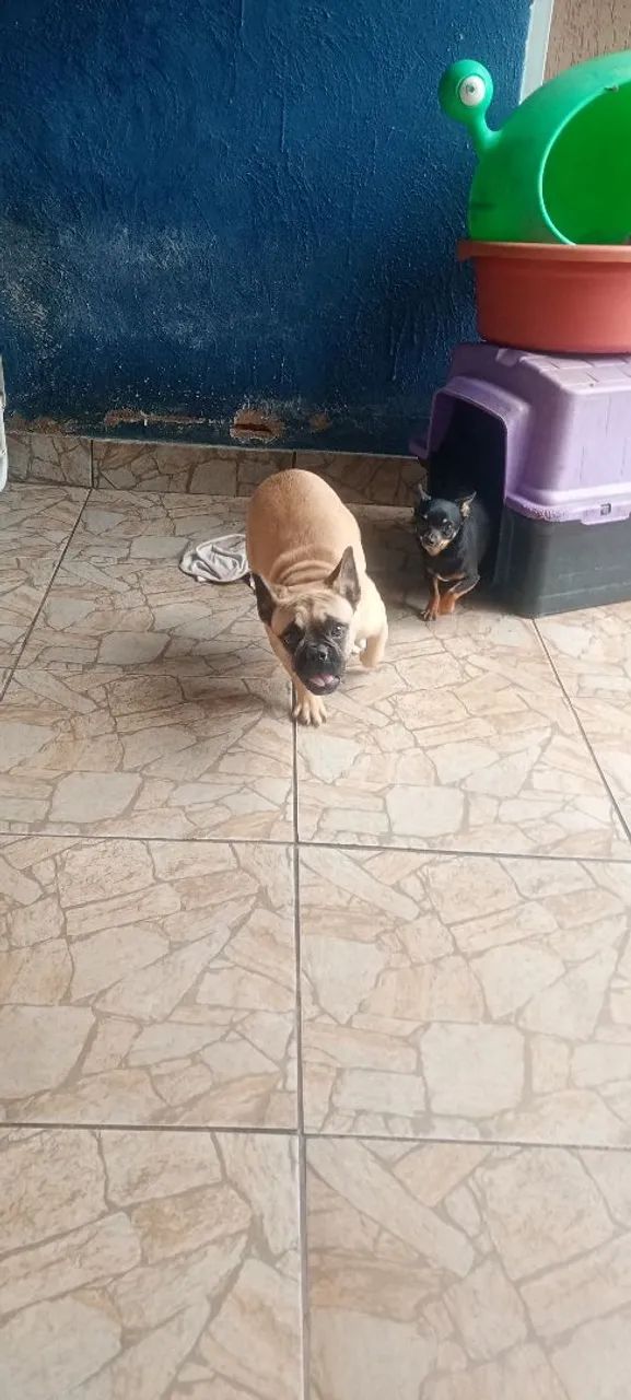 Cachorro  - Foto 5