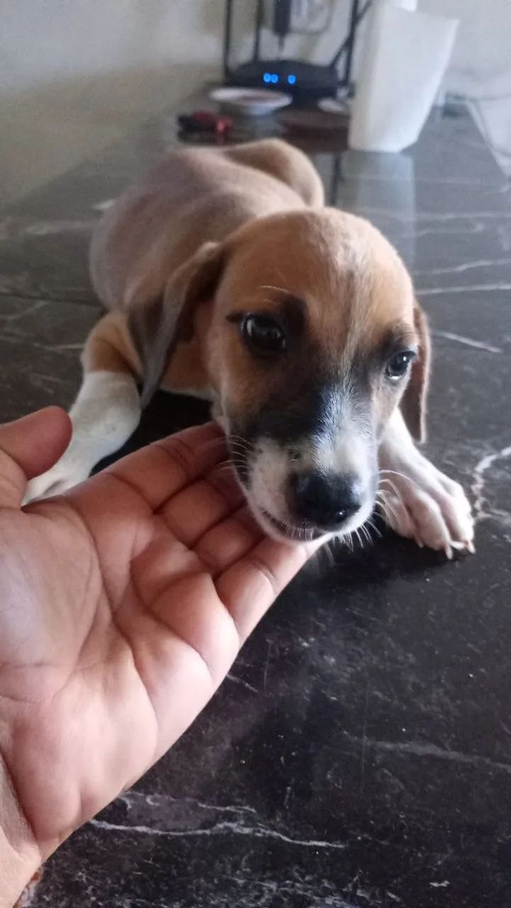 Adoção Responsável! - Foto 3