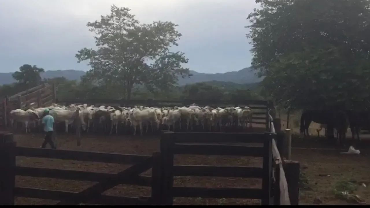 Fazenda a venda, em Monte Alegre de Goias! - Foto 2