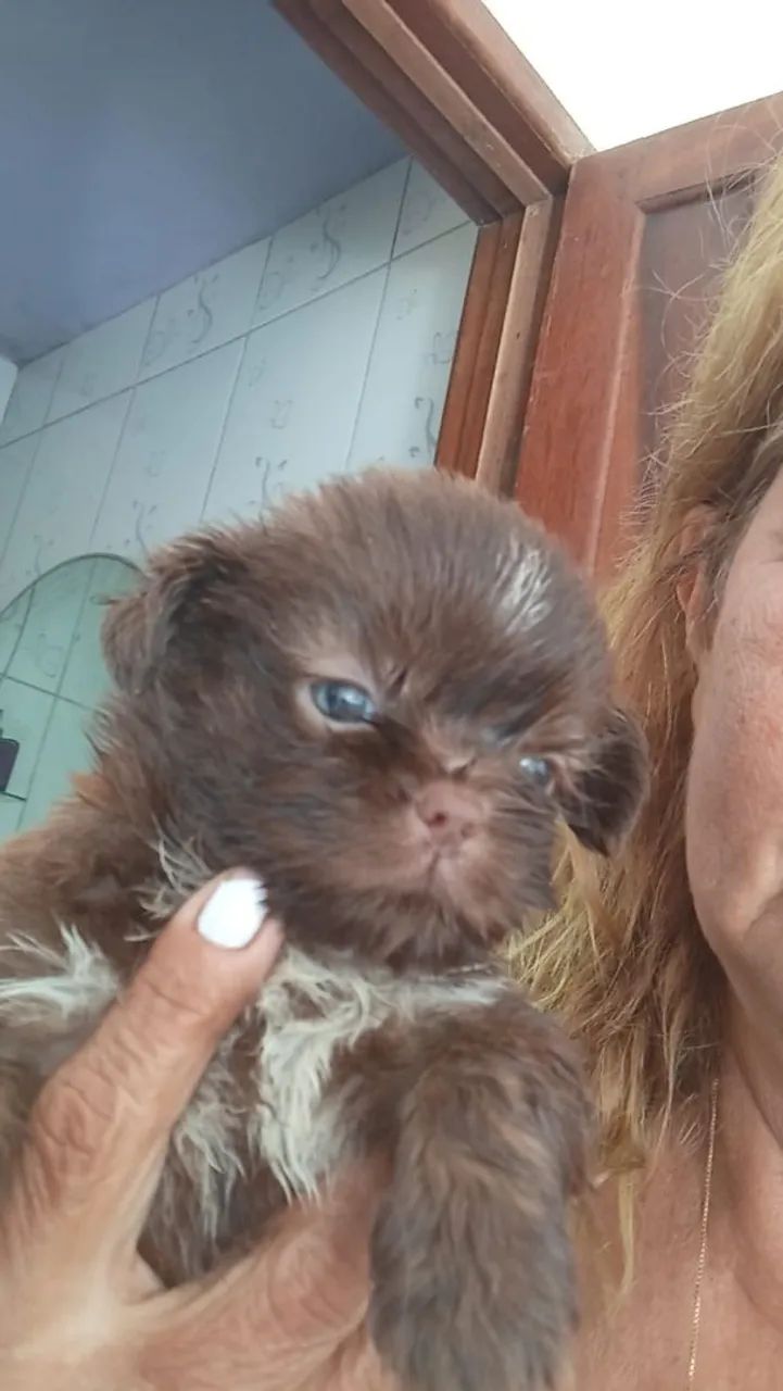 Filhotes de Shitzu mini disponível para venda 
