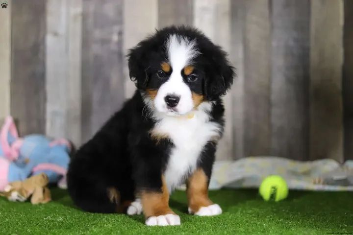 Bernese gigante e dócil - beleza impressionante - Foto 2