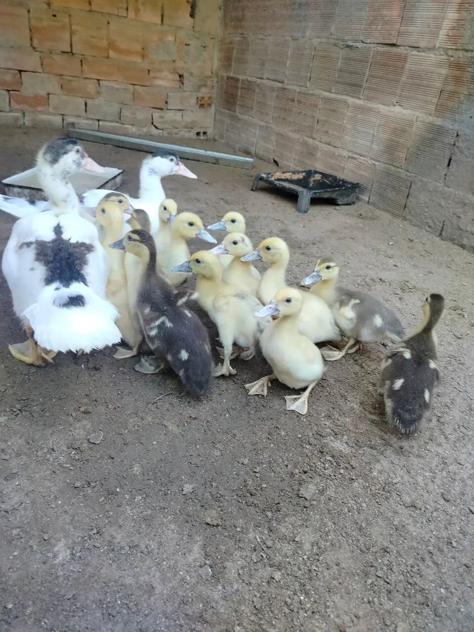 Patos - Foto 5
