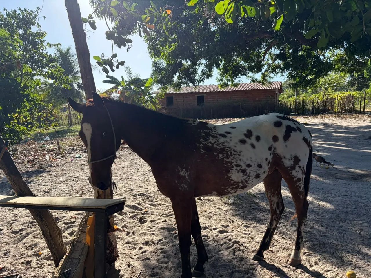 Cavalo  - Foto 3
