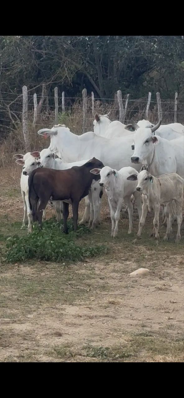 Vacas Nelore - Foto 3