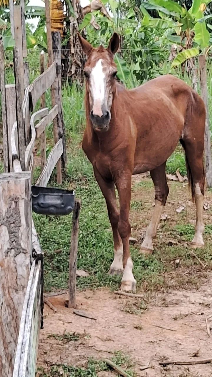 Treis egua  - Foto 4