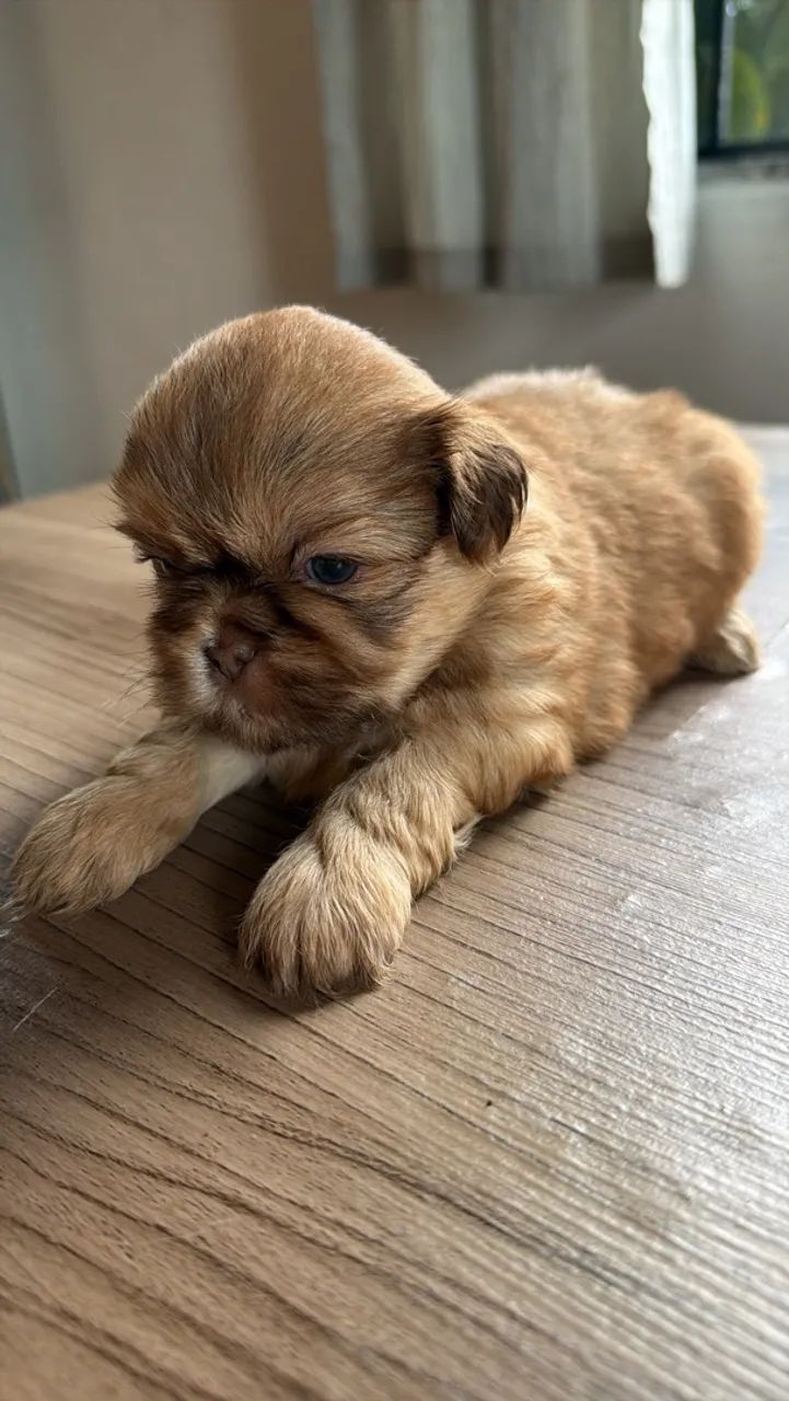 Shihtzu macho  - Foto 4