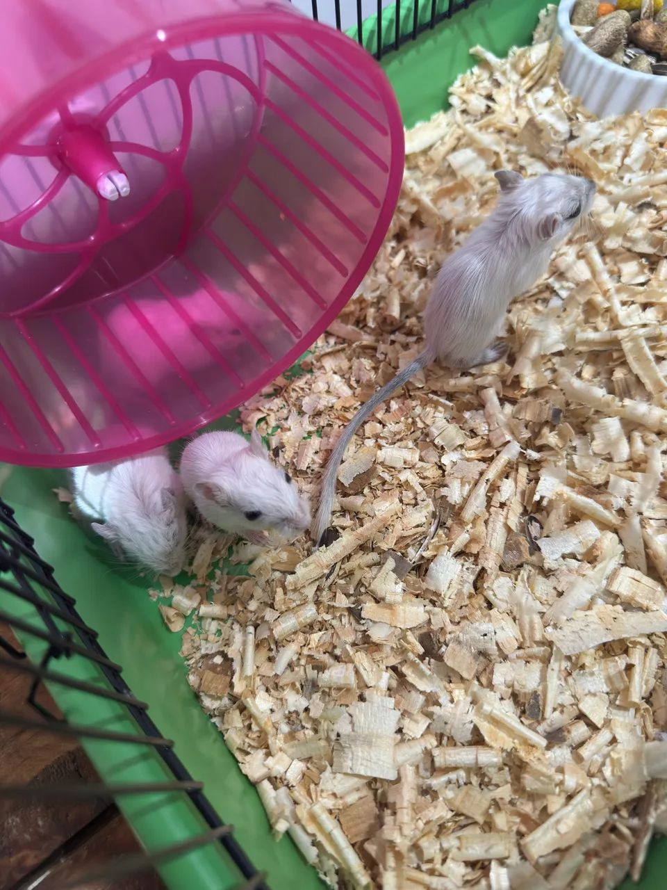 Gerbil - Foto 3