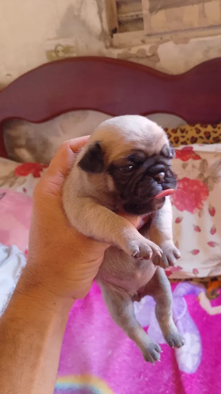 Filhote pug - Foto 3