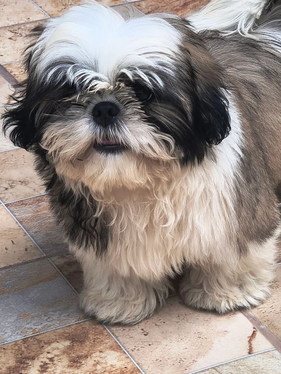 Shitzu 