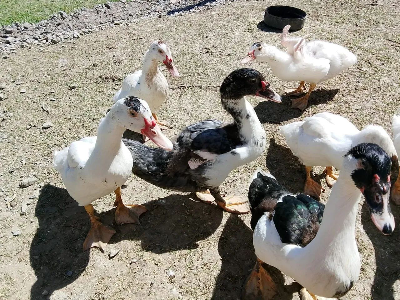 Pato - Foto 4