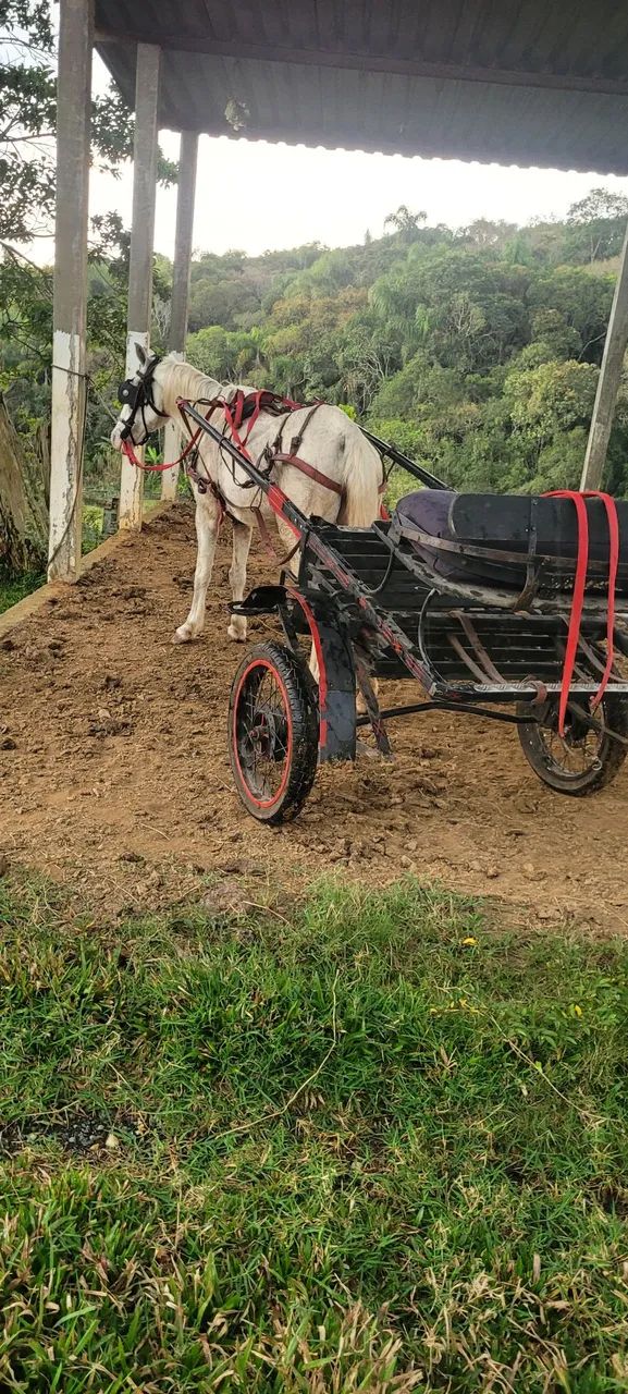 Egua com charrete completa - Foto 3