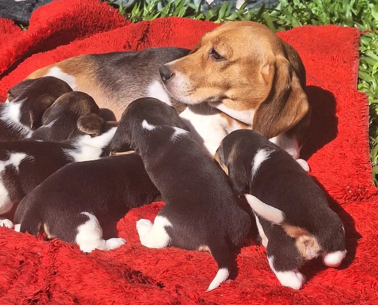 Beagle filhotes 