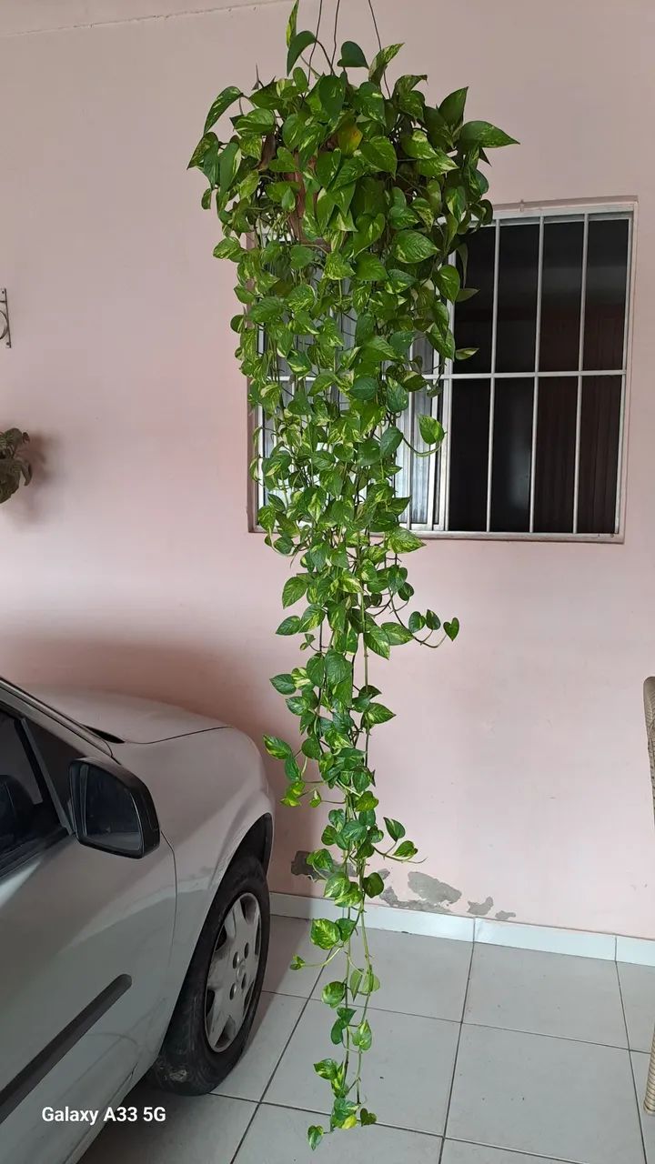 Plantas - Foto 3