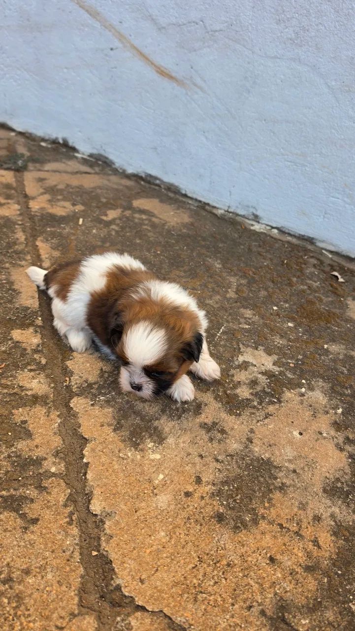Shihtz Macho  - Foto 4