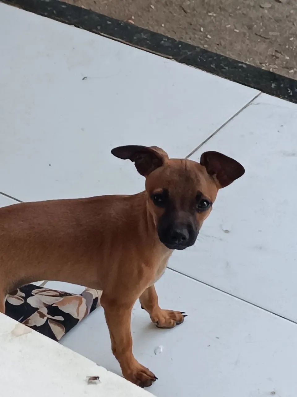 Pinscher  - Foto 2