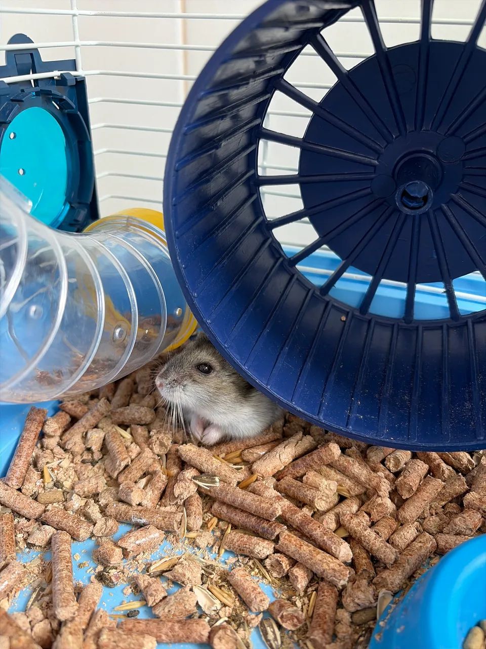 Hamster doação  - Foto 2