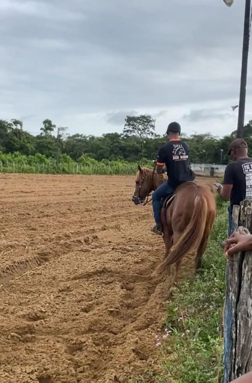 cavalo quarto de milha de direita QM