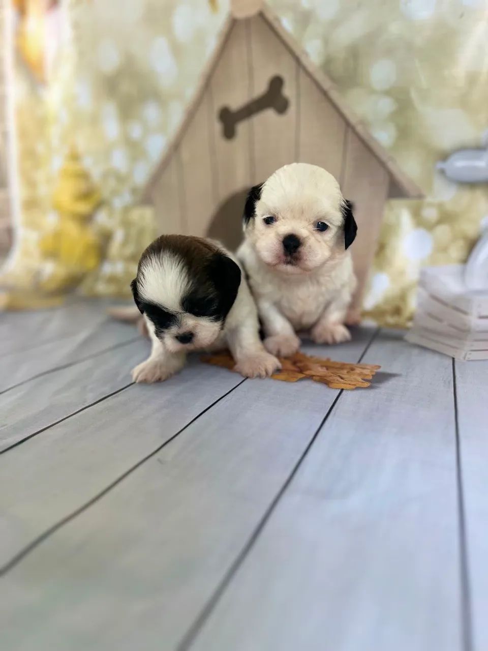 Shih Tzu - Foto 2
