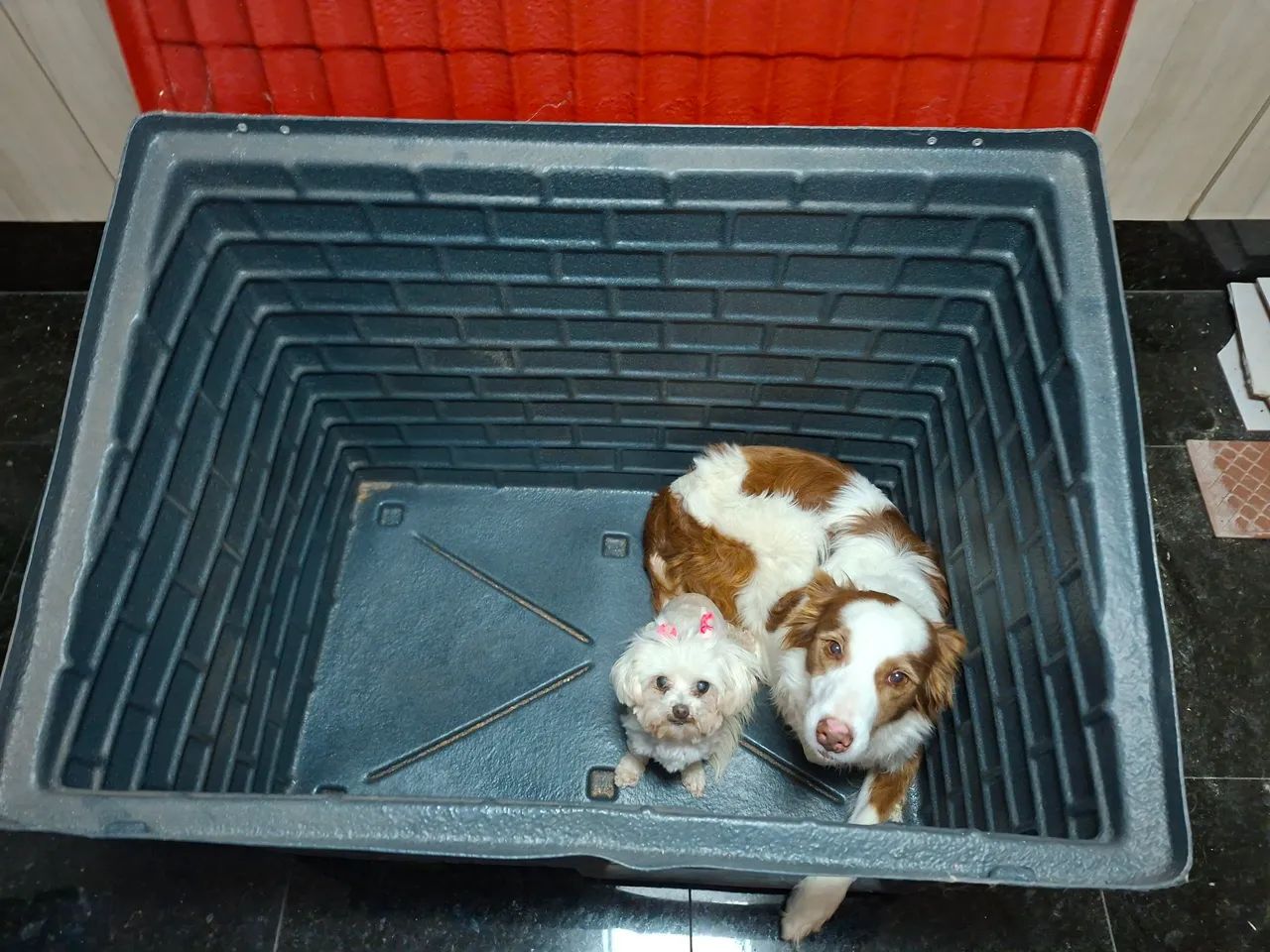 Casinha de Cachorro Mokoi Criadora - Tam M  - Foto 5