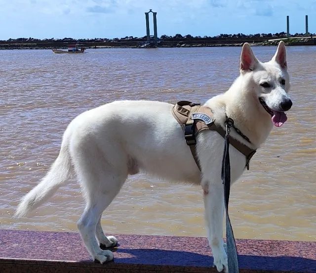 Pastor Suiço busca namorada - Foto 2