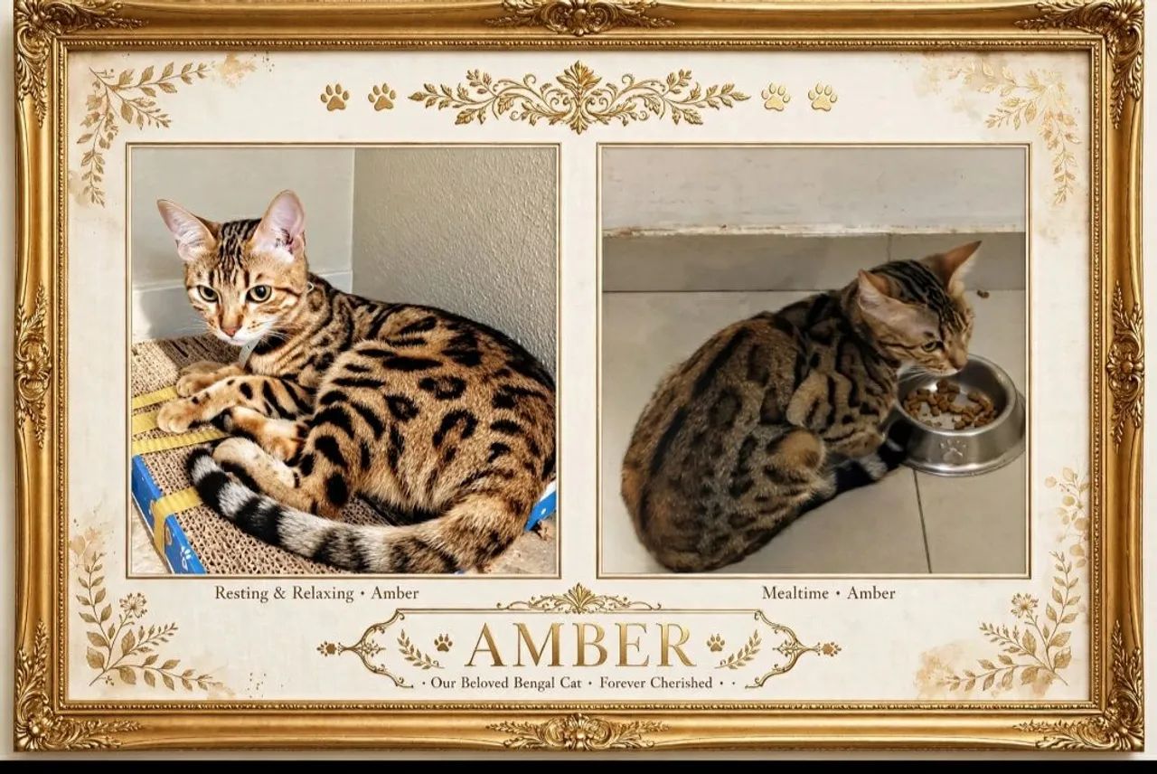 Gato bengal  - Foto 3