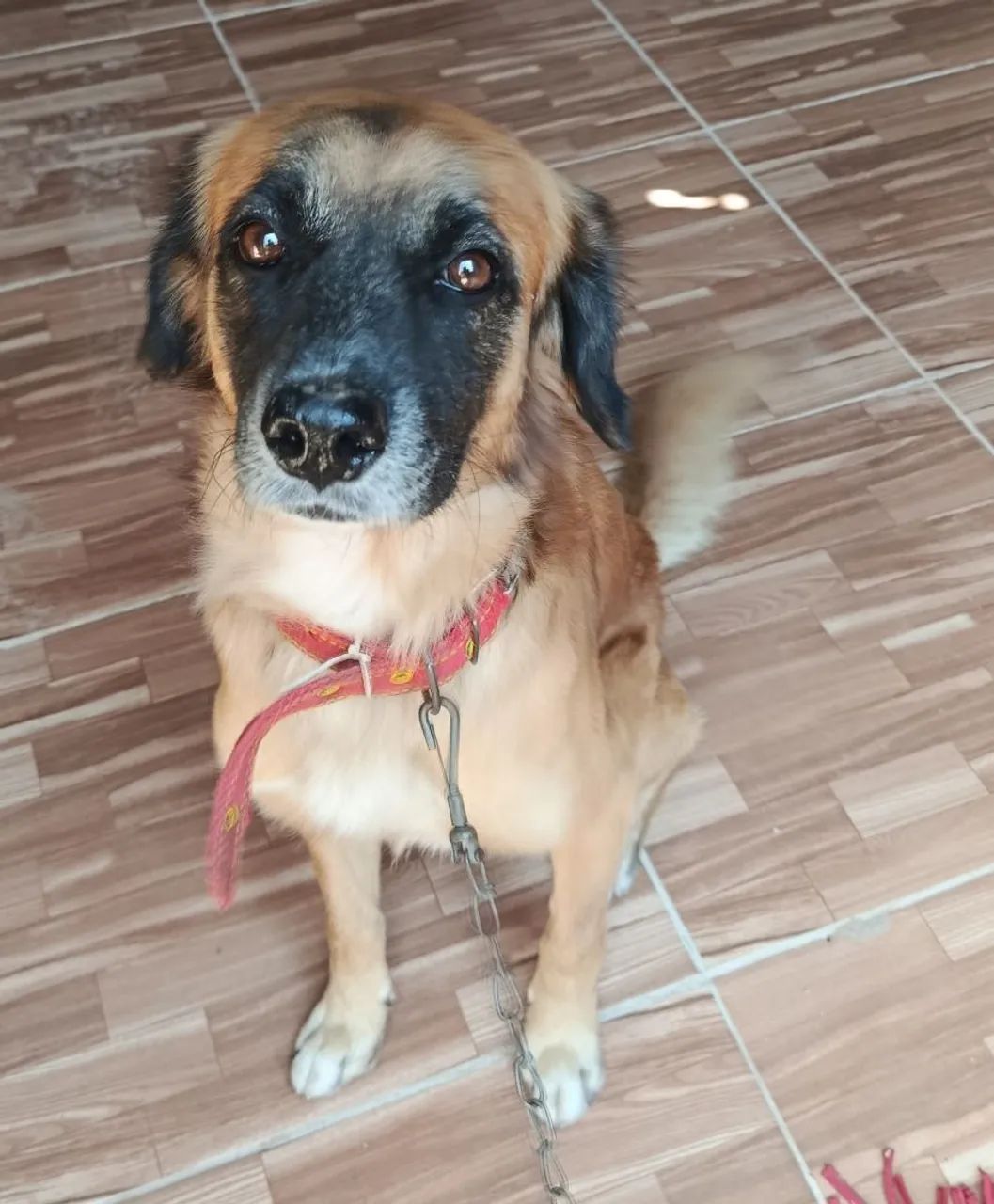 Doação de cachorro  - Foto 3