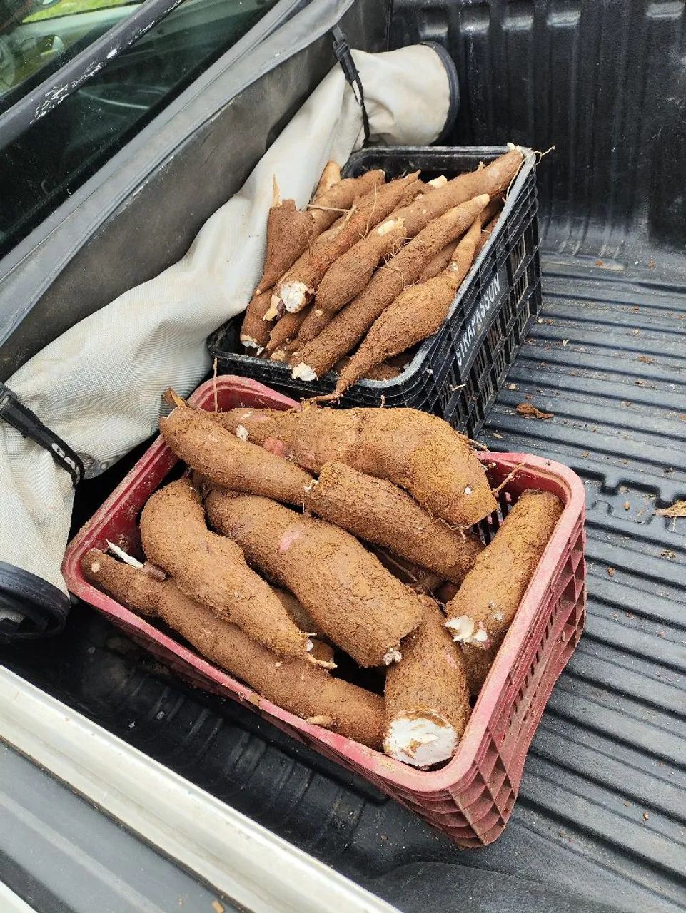 Mandioca  - Foto 2