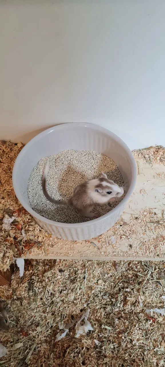 Filhotes de esquilo da Mongólia. 80 o par - Foto 6