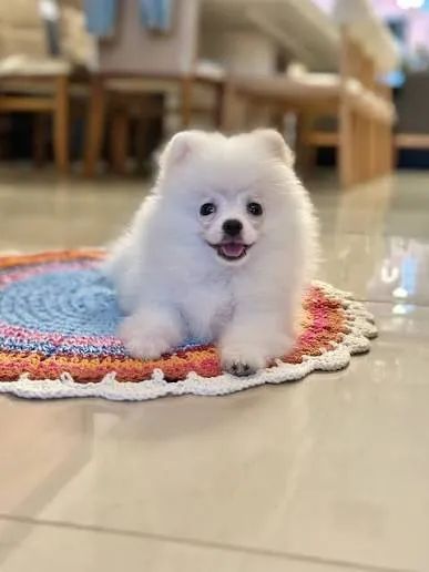 Cachorro Spitz