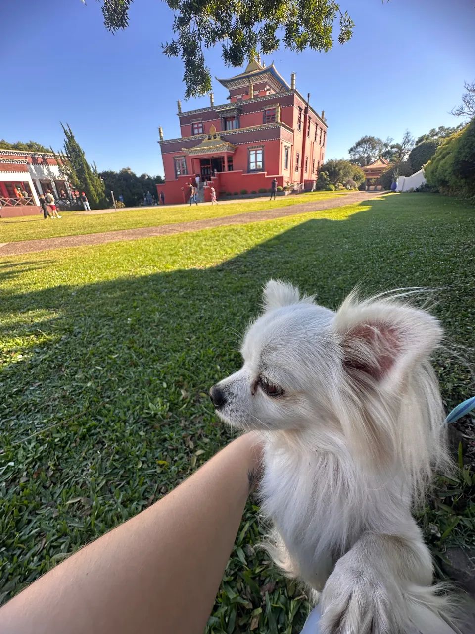 Procura-se namorada para o Chihuahua - Foto 5