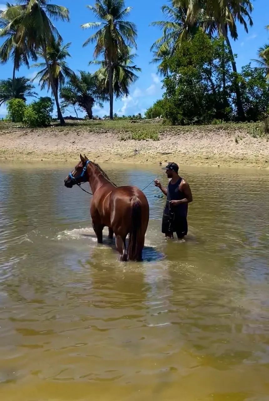 Cavalo QM - Foto 6