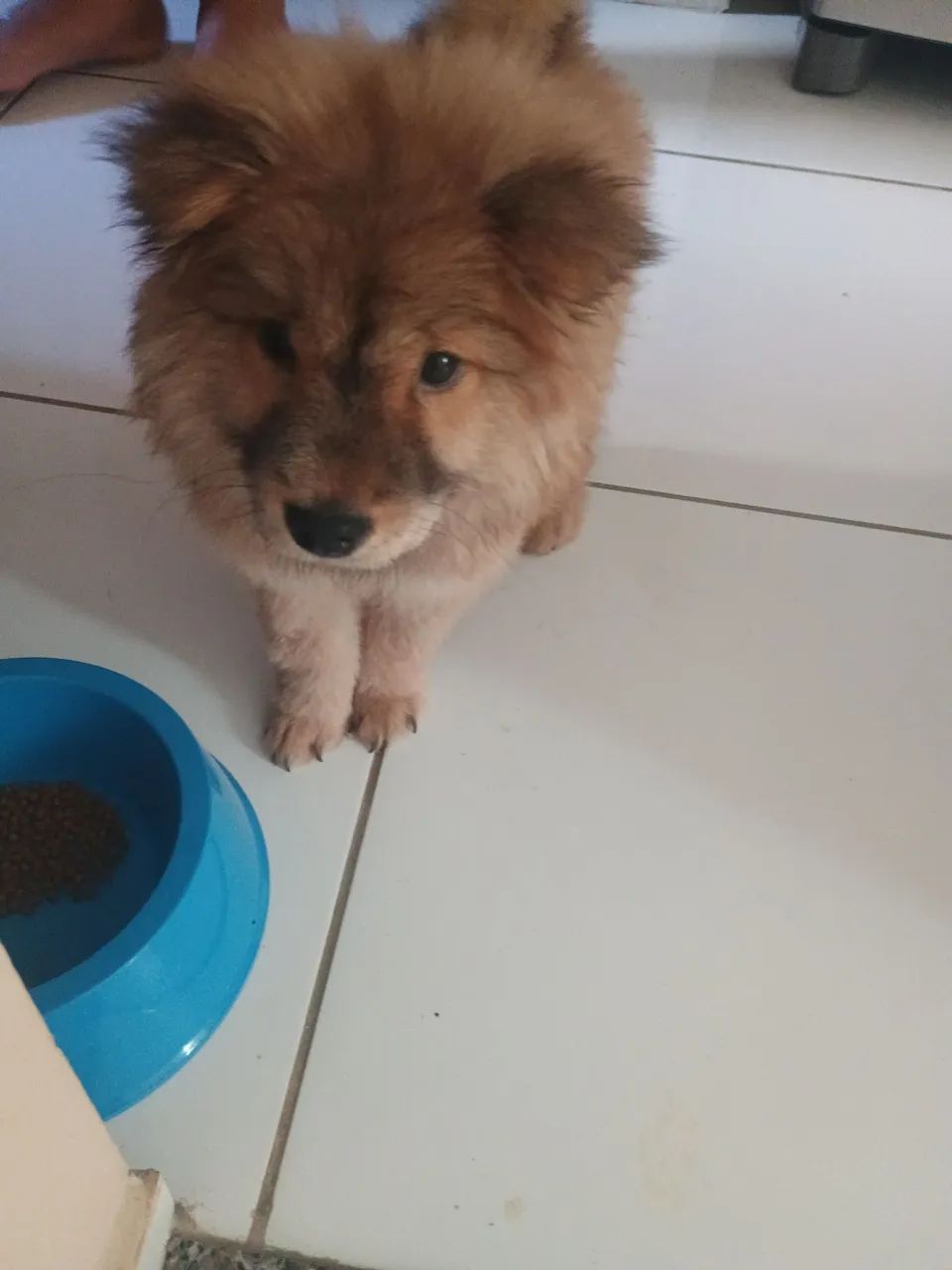 Chow chow  - Foto 2