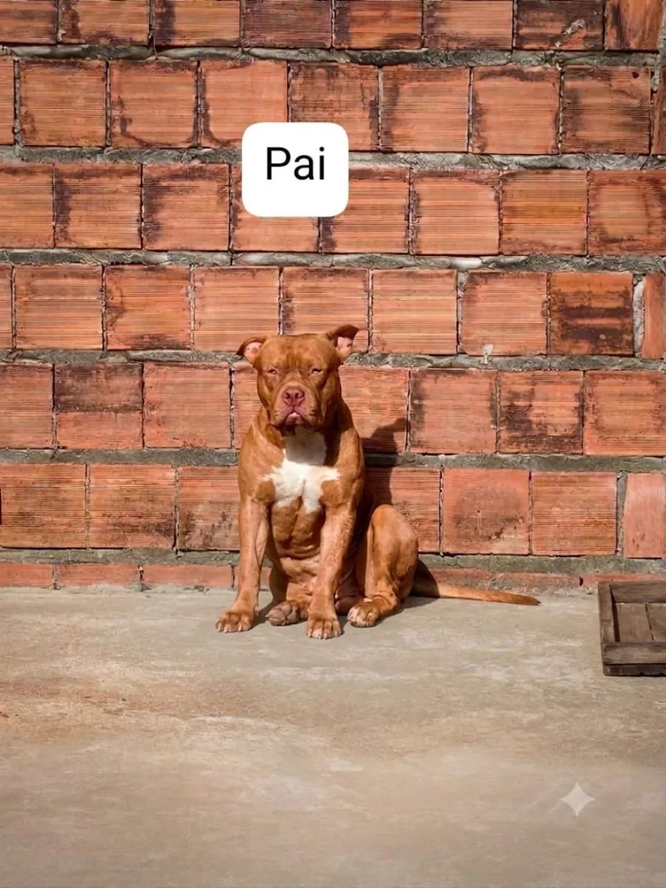 Filhotes de pitbull  - Foto 2
