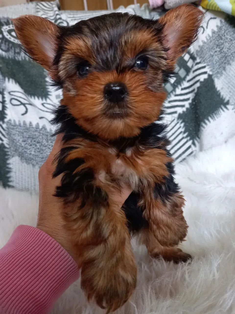 Yorkshire terrier