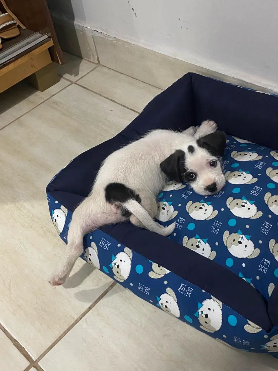 Adoção responsável- Cachorro  - Foto 3