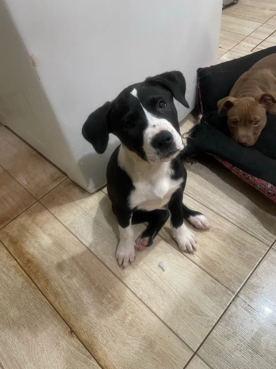 Filhotes de Pit  - Foto 5