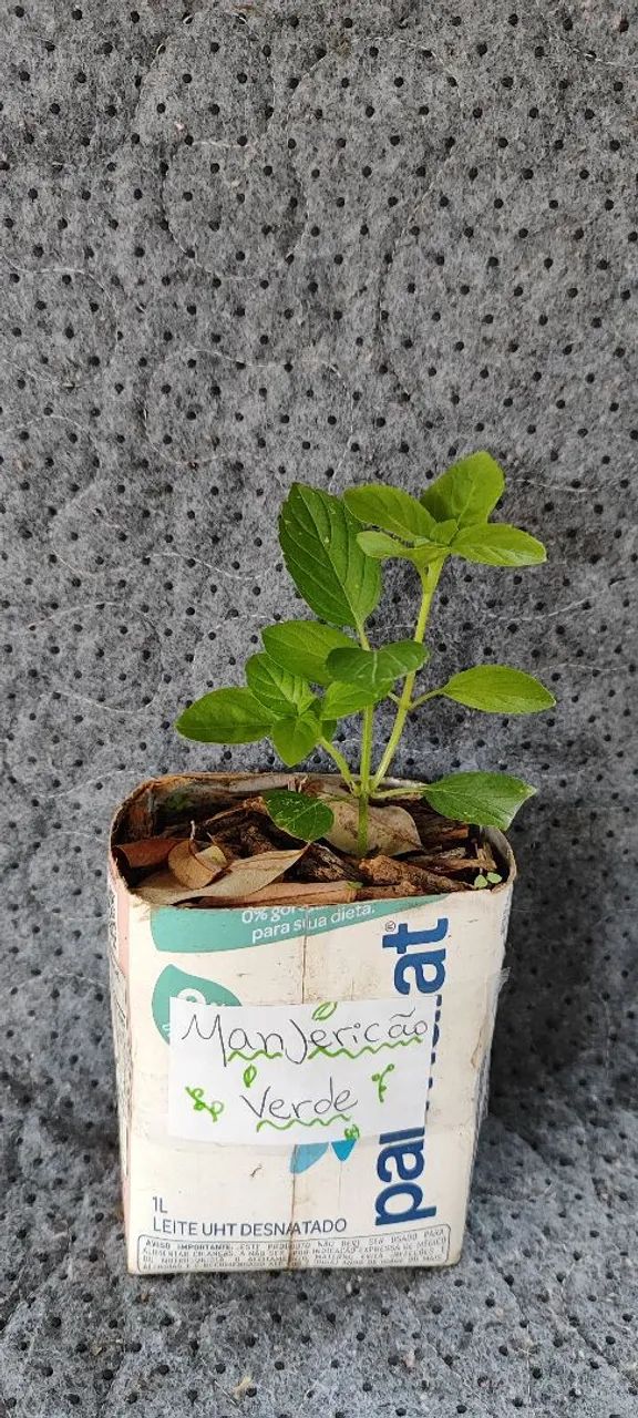 Muda de Manjericão-verde - Foto 2