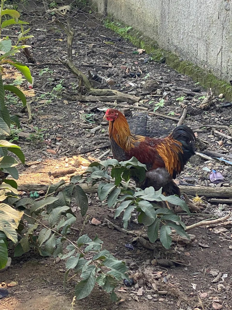 Casal de Brahma Perdiz Azul - Foto 4