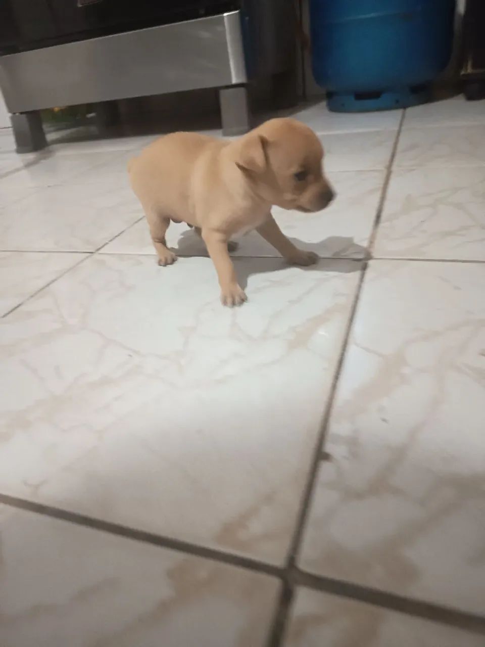Pinscher 