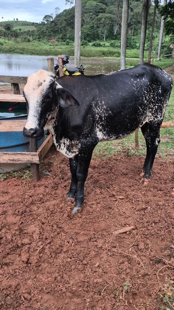 Novilhas de leite  - Foto 2