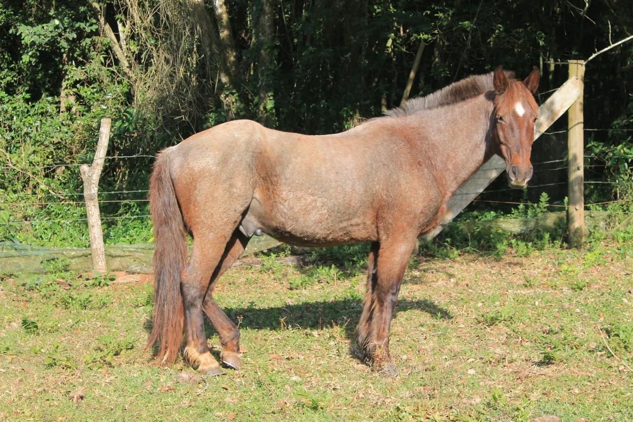 Cavalo Criolo  - Foto 2